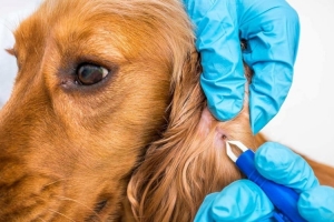 Ankara - Sincan Parazit Tedavisi