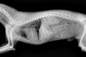 Ankara - Sincan Röntgen ve Laboratuvar Testleri
